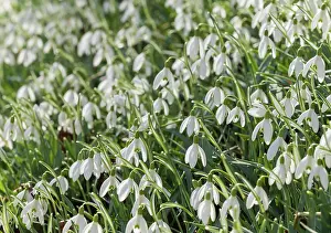 Bell: Snowdrop, Galanthus nivalis, White subject
