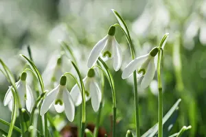 Bell: Snowdrop, Galanthus nivalis, White subject