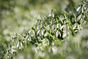 Bell: Snowdrop, Galanthus nivalis, White subject