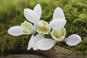 Pyrenees: Snowdrop, Galanthus nivalis, White subject