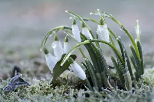 Bell: Snowdrop, Galanthus nivalis, White subject