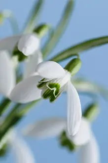 Galanthus: Snowdrop, Galanthus nivalis, White subject, Blue