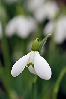 Snowdrops: Snowdrop - Galanthus Sam Arnott