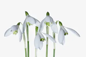 Galanthus: Snowdrop, Galanthus, Studio shot of white flowers.----