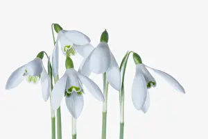 Galanthus: Snowdrop, Galanthus, Studio shot of white flowers.----
