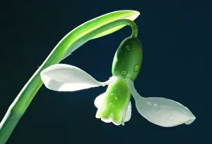 Snowdrops: Snowdrop - single flower in close-up