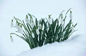 Snowdrops: Snowdrop in snow