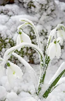 Brian Bevan: Snowdrop - snow covered plant