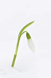 Snowdrops: Snowdrop - in snow. late winter or early spring