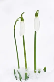 Snowdrops: Snowdrop - in snow. late winter or early spring