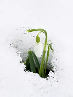 Snowdrops: Snowdrop - in snow. late winter or early spring