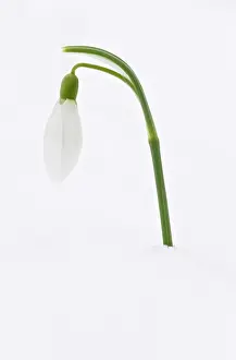 Snowdrops: Snowdrop - in snow. late winter or early spring
