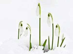 Snowdrops: Snowdrop - in snow. late winter or early spring