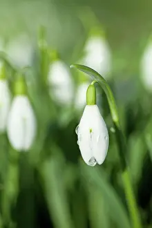 Snowdrops: Snowdrop with water droplet winter