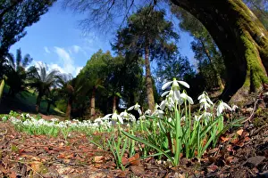 Snowdrops: Snowdrops
