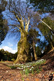 Snowdrops: Snowdrops
