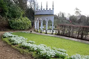 Snowdrops: Snowdrops