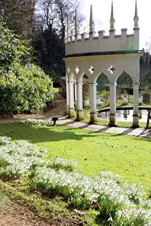 Snowdrops: Snowdrops