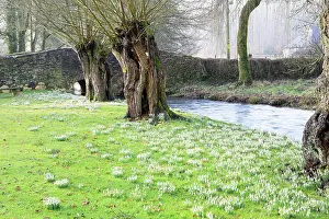 Snowdrops: Snowdrops