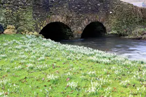 Snowdrops: Snowdrops