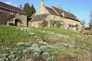 Snowdrops: Snowdrops