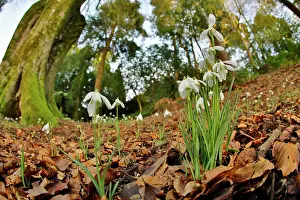 Snowdrops: Snowdrops