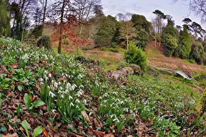 Snowdrops: Snowdrops