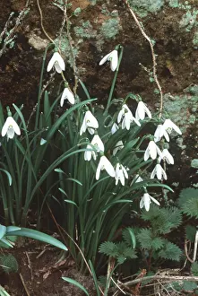 Snowdrops: SNOWDROPS