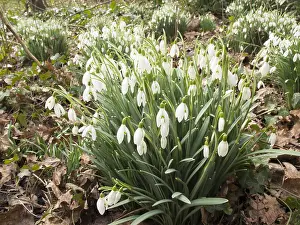 030518: Snowdrops - Birmingham