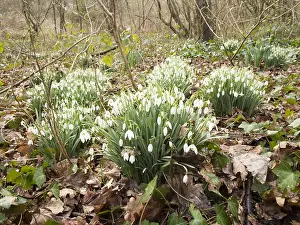 030518: Snowdrops - Birmingham UK