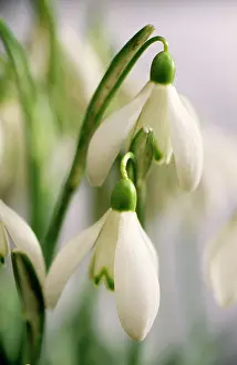 Snowdrops: SNOWDROPS - close-up