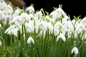 Clump: Snowdrops - clump of flowers growing on a bank
