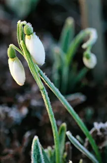 Snowdrops: SNOWDROPS - two covered in frost
