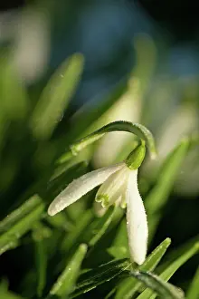 Snowdrops: Snowdrops covered in frost winter