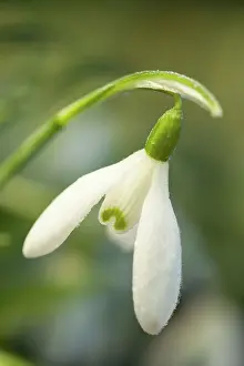 Snowdrops: Snowdrops covered in frost winter