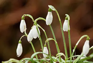 Snowdrops: Snowdrops - in flower in woodland - late winter