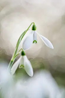 Snowdrops: Snowdrops - Flowers - UK