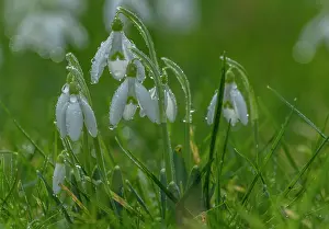 Introduced: Snowdrops, Galanthus nivalis, in flower in winte