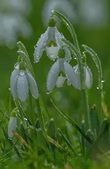 Introduced: Snowdrops, Galanthus nivalis, in flower in winte