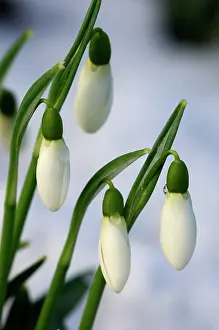 Snowdrops: Snowdrops - after a modest fall of snow