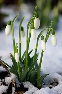 Snowdrops: Snowdrops - after a modest fall of snow
