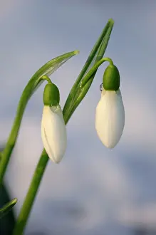 Snowdrops: Snowdrops - after a modest fall of snow