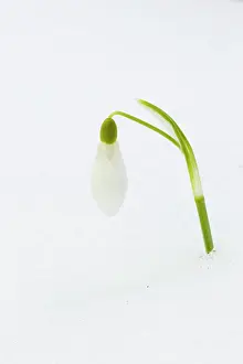 Snowdrops: Snowdrops in snow