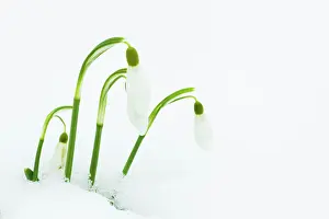Snowdrops: Snowdrops in snow
