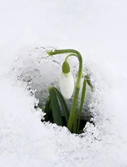 Card: Snowdrops - in snow - late winter, early spring