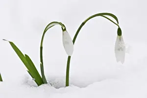 Card: Snowdrops - in snow - late winter, early spring