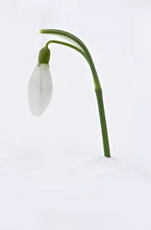 Card: Snowdrops - in snow - late winter, early spring