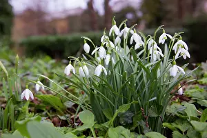Snowdrops: Snowdrops - in spring