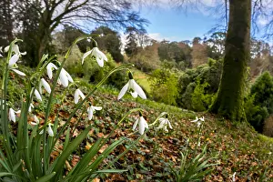Snowdrops: Snowdrops - Trebah Garden - Cornwall - UK