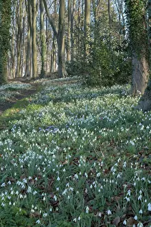 Snowdrops: Snowdrops in woodland - Norfolk UK